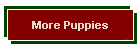 More Puppies