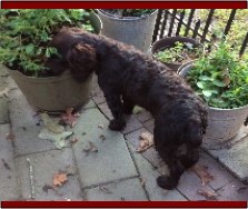 Hollow Creek's Miss Dixie