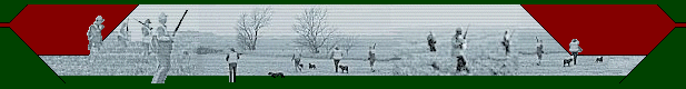 Boykin Spaniel