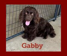 Hollow Creek's Gabby
