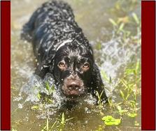 Hollow Creek� Holly Belle
