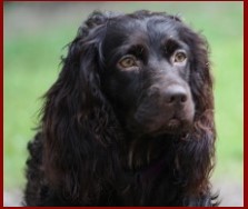Hollow Creek's Miss Dixie